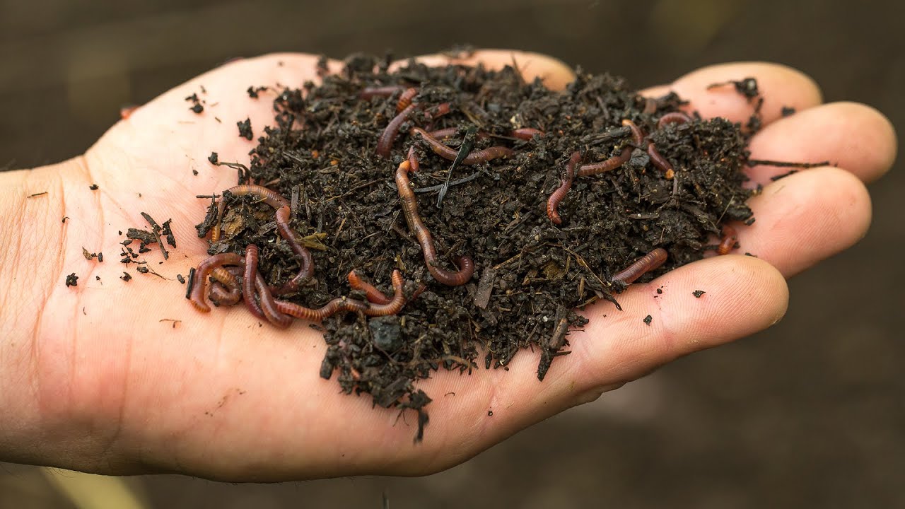 Tips to Keep in Mind When Buying Red Wriggler Worms Online